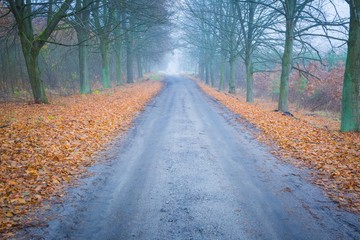 Early winter trees alley