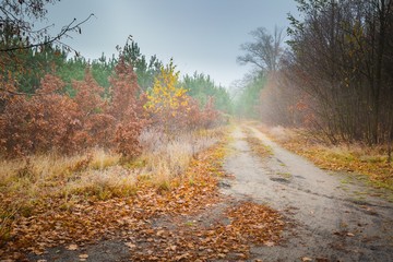 Fototapeta premium Early winter forest