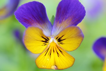 ビオラ　ゴールデンブルース　フローラルパワーのアップ