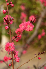 Fototapeta na wymiar In full bloom in the peach blossom
