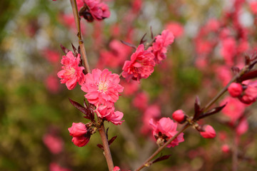 Fototapeta premium In full bloom in the peach blossom