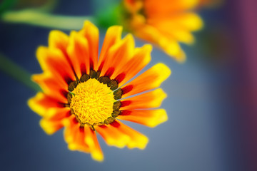 Gazania flowers, close up