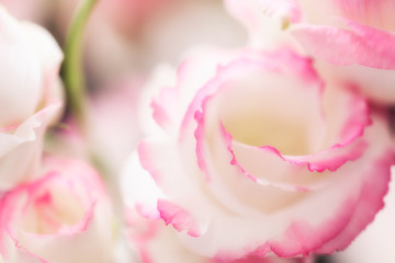 Pink flower close up background, soft blur focus