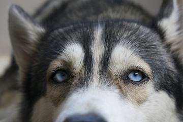 Siberian husky close up on face focus at blue eye in black background