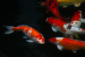 Japan fish call Carp or Koi fish colorful swimming in the pond