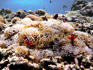 Clown fish in gili trawagan - Lombok - Indonesia