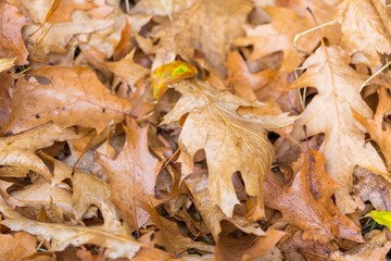 Dry oak leaves lying on ground