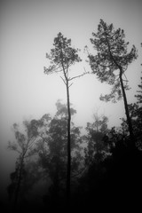 Fototapeta na wymiar mist trees