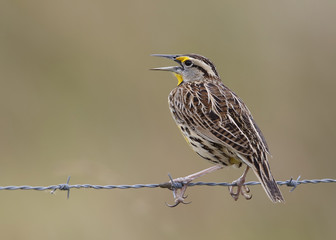 Eastern Meadowlark Perched on a Wire Fence - Florida