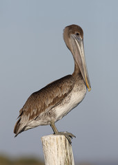 Immature Brown Pelican Perched on a Dock Piling - Florida