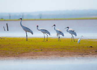 Brolgas on Lake Argyle