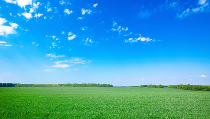 field on a background of the blue sky