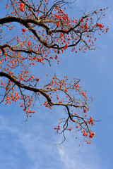 persimmon, ripe persimmon and blue sky