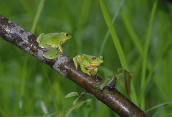 モリアオガエルの雄