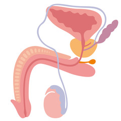 男性生殖器　断面図
