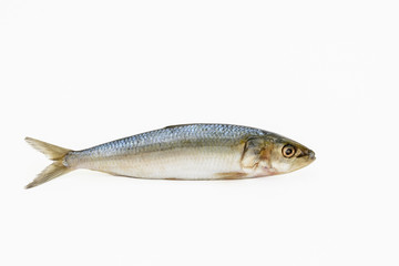 Single Sardine fish