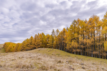 Large forest of European larix (Larix decidua) on top of the mountain in beautiful autumnal colors.