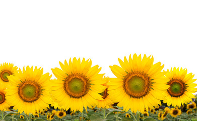 sunflower, sun flower