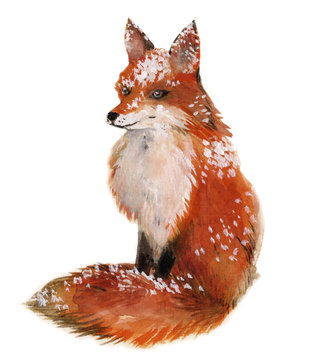 Fox in the snow isolated in a white background, watercolor