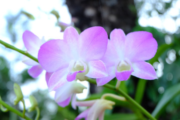 orchid flowers