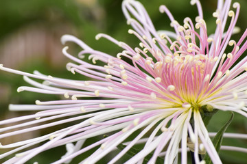 Obraz premium 菊の花