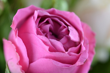 Peony rose macro, shallow depth of field