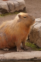 Search photos guinea-pig