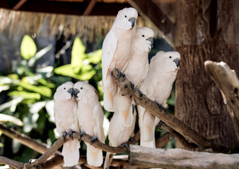 salmon-crested cockatoo on branch