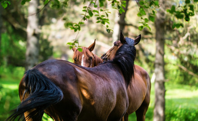 Stallion human care among birches