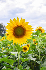 Obraz premium Sunflowers garden. Sunflowers have abundant health benefits. Sun
