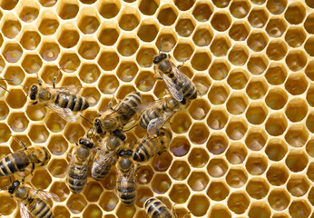  bees on honeycells