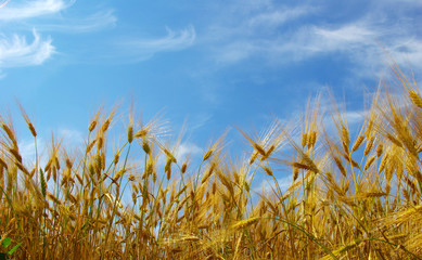 Obraz premium wheat