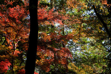 紅葉するもみじ