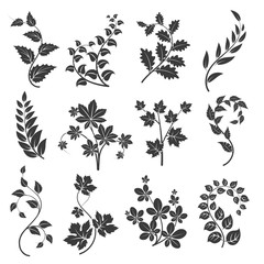 Fototapeta na wymiar Curly branches silhouettes with leaves isolated on white background. Vector illustration