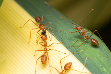 Red ant in the garden

