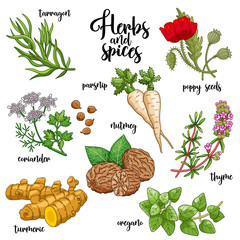 Spices and herbs vector set to prepare delicious and healthy food. Colored botanical illustration on white background with turmeric, parsnip, tarragon, coriander, oregano, thyme, poppy seed, nutmeg.