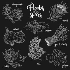 Spices and herbs vector set to prepare delicious and healthy food. Contour botanical illustration on dark background with marjoram, onion, cloves, pepper, cumin, ginger, green onions, dill.