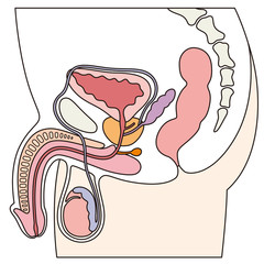 男性生殖器　断面図