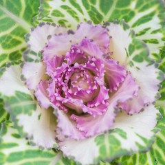 Ornamental Kale