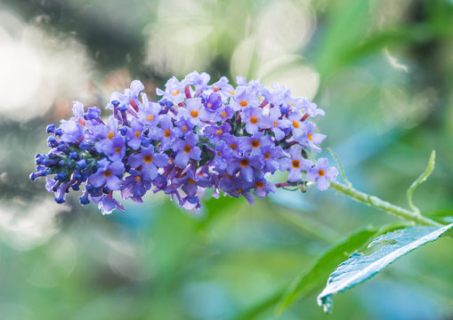 Buddleia Blooming