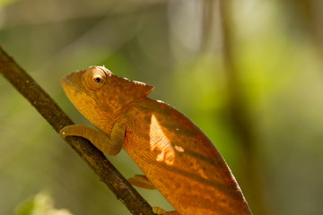 Parson's chameleon (Calumma parsonii)