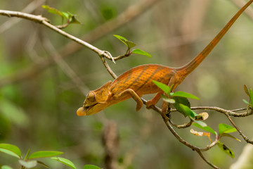Parson's chameleon (Calumma parsonii)