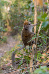 Eastern lesser bamboo lemur (Hapalemur griseus)