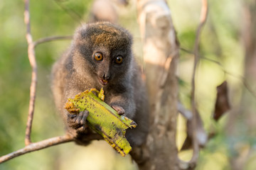 Eastern lesser bamboo lemur (Hapalemur griseus)