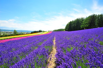 Fototapeta na wymiar Colorful Lavender Flower Fields