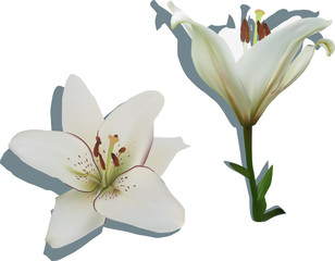 two white lily blooms with shadows