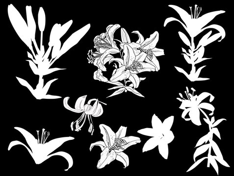 white lily flowers and bloom silhouettes on black