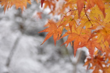 秋の紅葉