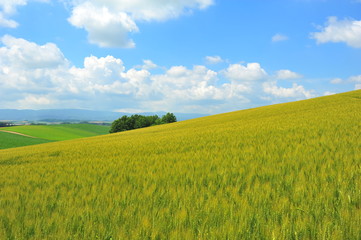 Green Fields Landscape
