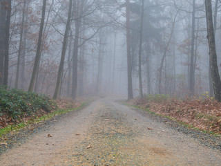 Waldweg im Nebel